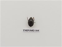 藏品(鞘翅目(2))的圖片